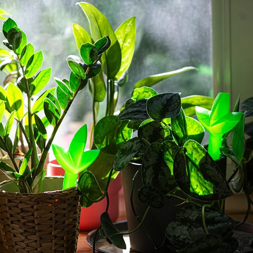Plantengieter – groen blad, 120 ml - 7 ['plantengieter', ' gieter', ' gieter in de vorm van een blad', ' originele gieter', ' plantenbescherming', ' plantenverzorging', ' bloementuit', ' watergevend blad', ' watergevende bollen', ' watergevende bol', ' design gieter', ' hoe zorg je voor planten', ' mooie huisaccessoires', ' design gieters', ' unieke watergevende bollen', ' universele gieter', ' groene gieter', ' gieter voor kleine planten en kamerbloemen']