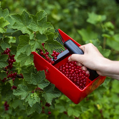 Plukmachine voor kleine vruchten, metalen tanden - 7 ['bessenkam', ' fruitkam', ' plukmachine', ' bessenplukker', ' fruit plukken', ' bessen plukken', ' bessenseizoen']