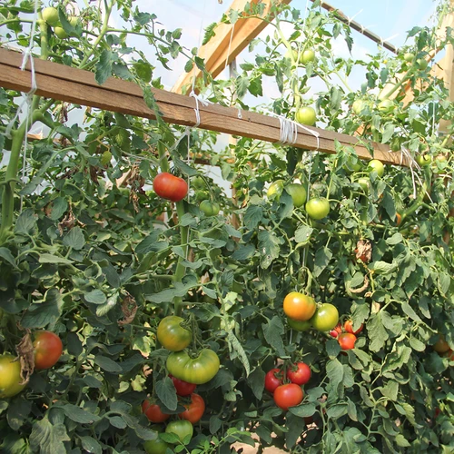Polypropyleen touw 1 mm/65 m/50 g - 7 ['polypropyleen touw', ' PP touw', ' polypropyleen koord', ' PP koord', ' decoratief koord', ' koord van polypropyleen', ' voor het binden van tomaten', ' touw voor het binden van komkommers']