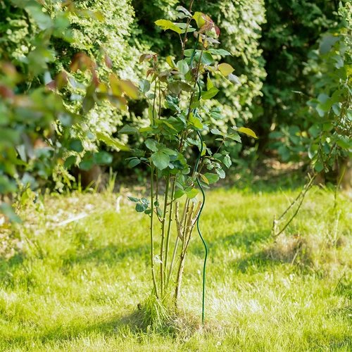 Spiraalvormige stalen stok 1,50m x 6mm - 3 ['stalen plantensteun', ' plantenstok', ' bloemenstok', ' stokken voor potplanten', ' plantenstok castorama']