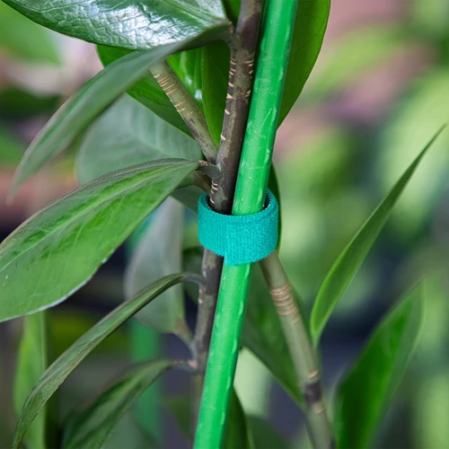 Tuinband met klittenband, groen, 15 mm x 5 m - 4 ['tuinband met klittenband', ' klittenband voor planten', ' voor het binden van planten', ' klittenband voor bevestiging', ' tuinband klittenband', ' planten binden', ' tuinband', ' klittenband voor plantstabilisatie', ' verzorgde tuin', ' planten ondersteunen in de tuin', ' klittenband voor stokken en planten', ' hoe planten beschermen tegen breken', ' sterke band voor planten', ' planten bevestigen', ' tuinband 5 meter', ' smalle band voor planten', ' klittenband bevestiging', ' klittenband']