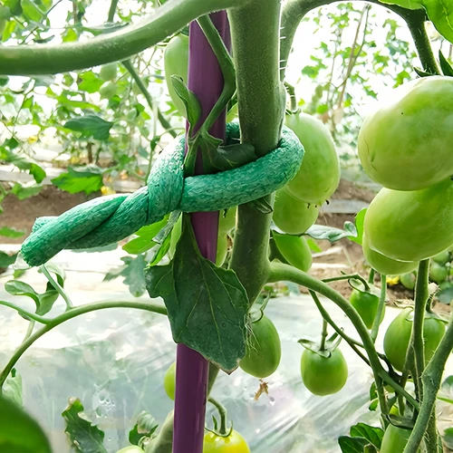 Tuindraad bekleed met schuim, groen, 10 m, fi 10mm - 4 ['tuindraad', ' groene draad', ' tuindraad met schuim', ' flexibele tuindraad', ' draad met omhulsel', ' draad voor planten', ' tuindraad bekleed met schuim', ' groene draad voor planten', ' bevestigingsdraad', ' spandraad', ' trekdraad', ' beklede draad', ' draad voor delicate planten', ' draad voor planten die de schors beschermt', ' tuindraad 10 meter', ' specialistische draad voor planten', ' welke draad voor planten kiezen']
