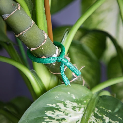 Tuindraad bekleed met schuim, groen, 10 m, fi 10mm - 5 ['tuindraad', ' groene draad', ' tuindraad met schuim', ' flexibele tuindraad', ' draad met omhulsel', ' draad voor planten', ' tuindraad bekleed met schuim', ' groene draad voor planten', ' bevestigingsdraad', ' spandraad', ' trekdraad', ' beklede draad', ' draad voor delicate planten', ' draad voor planten die de schors beschermt', ' tuindraad 10 meter', ' specialistische draad voor planten', ' welke draad voor planten kiezen']