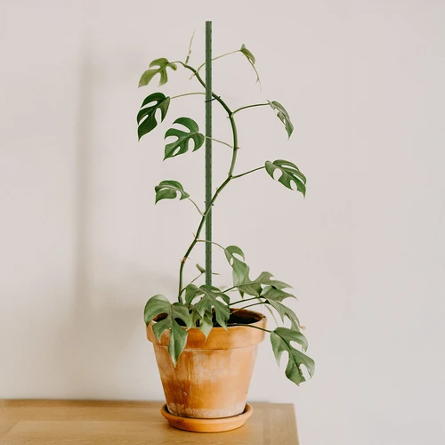 Tuinstokken Bioogród – gecoat staal, 0,9 m, fi 8 mm, 10 stuks - 4 ['tuinstok', ' plantstok', ' plantensteun', ' tuinsteun', ' metalen tuinsteunen', ' klimplantensteun', ' steunen voor klimplanten', ' metalen steunen voor bloemen', ' gecoate metalen stokken', ' gecoate plantstok', ' rechte stalen stok', ' tuinaccessoires', ' hoe zorg je voor planten', ' aanbevolen stokken voor planten', ' groene stok', ' gecoate stalen stokken']