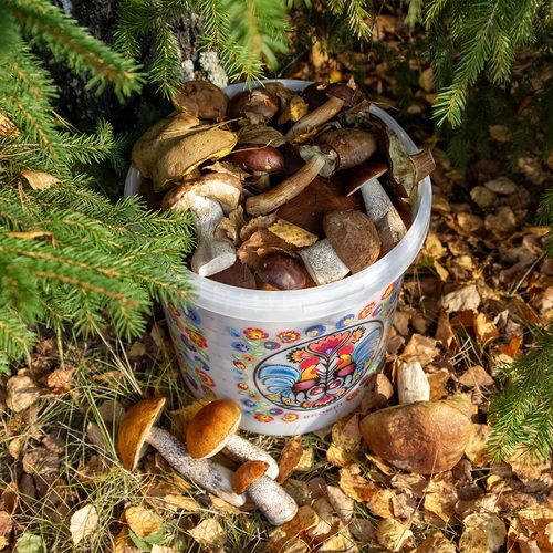 Voedselemmer GWIOZDA - met deksel, 10 L - 10 ['tuinemmer', ' emmer met deksel', ' emmer voor de tuin', ' emmer met deksel', ' afsluitbare emmer', ' afsluitbare emmer', ' emmer met opdruk', ' voor paddenstoelen']
