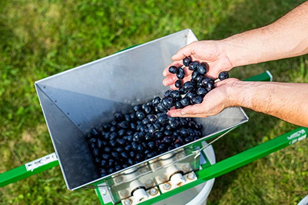Hoe maak je wijn stap voor stap?