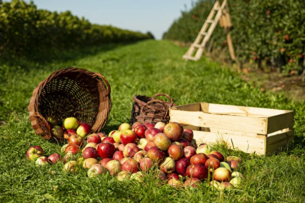 Huisgemaakte cider