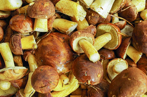 Ingelegde kastanjeboleten