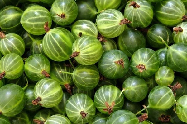 Kruisbessenlikeur - likeur van kruisbessen