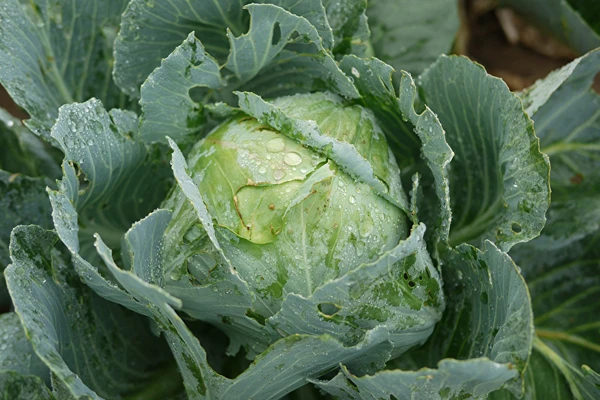 Zuurkool volgens het recept van mevrouw Sylwia