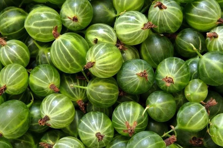 Browin Przepiśnik - Kruisbessenlikeur - likeur van kruisbessen