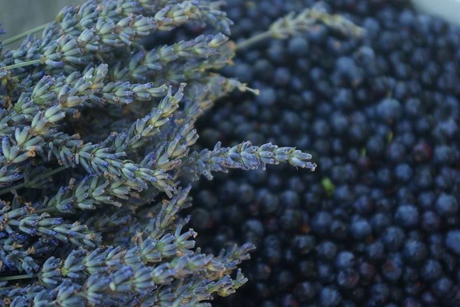 Browin Przepiśnik - Zelfgemaakte lavendel-bosbessenwijn